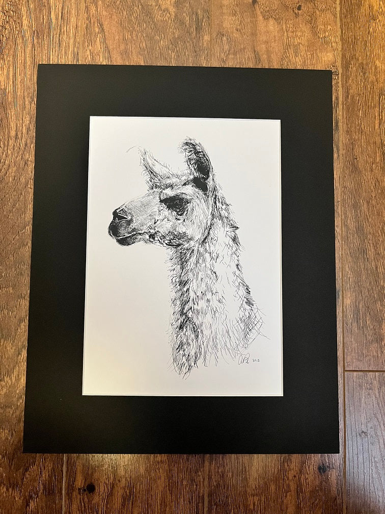 Pen & Ink Matted Print - Alpaca SALE