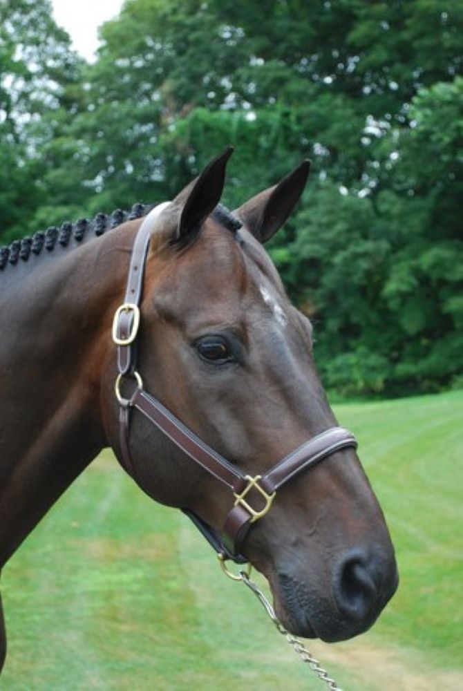 
    Halters &amp; Leads
  