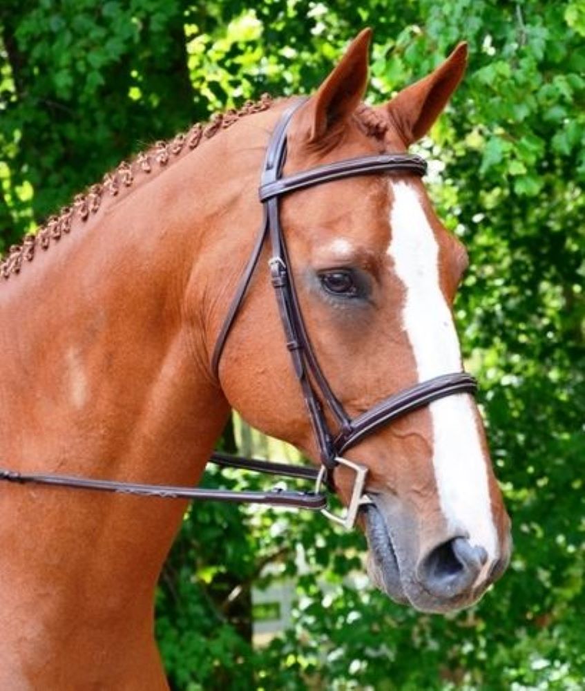 
    Hunter Jumper Bridles
  