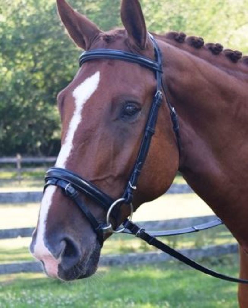 
    Dressage Bridles
  