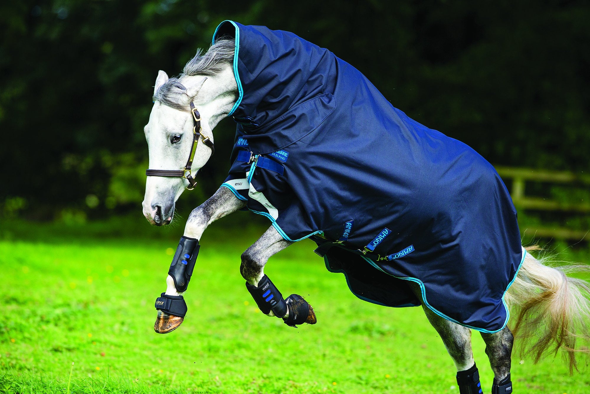 
    Sales &amp; Clearance HORSE BLANKETS
  