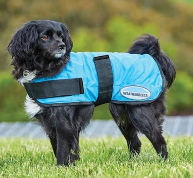 
    Sales &amp; Clearance DOG
  