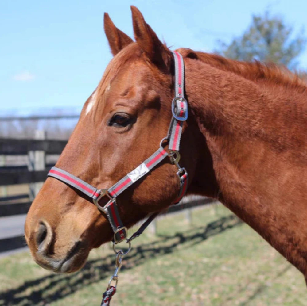 TuffRider Nylon Breakaway Halter & Lead Set