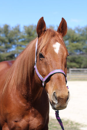 TuffRider Nylon Breakaway Halter & Lead Set