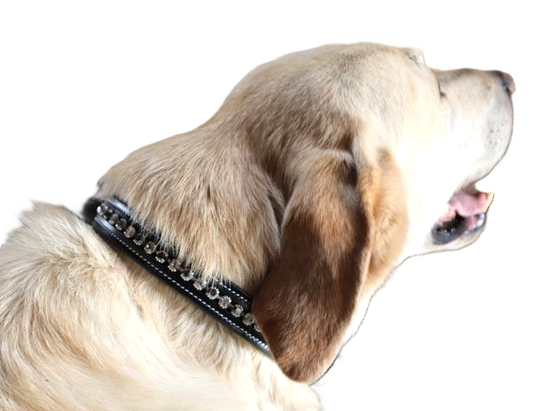 KL Select Impulsion Dog Collar