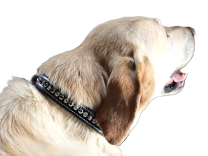KL Select Impulsion Dog Collar