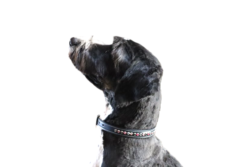 KL Select Blackberry Dog Collar