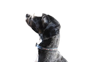 KL Select Blackberry Dog Collar