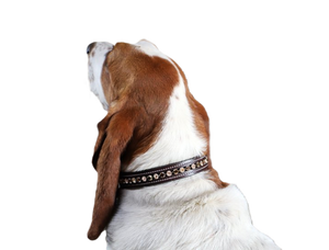 KL Select Peaches & Cream Dog Collar