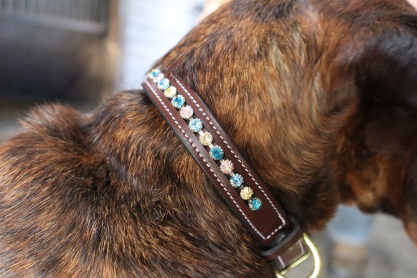 KL Select Paradise Dog Collar