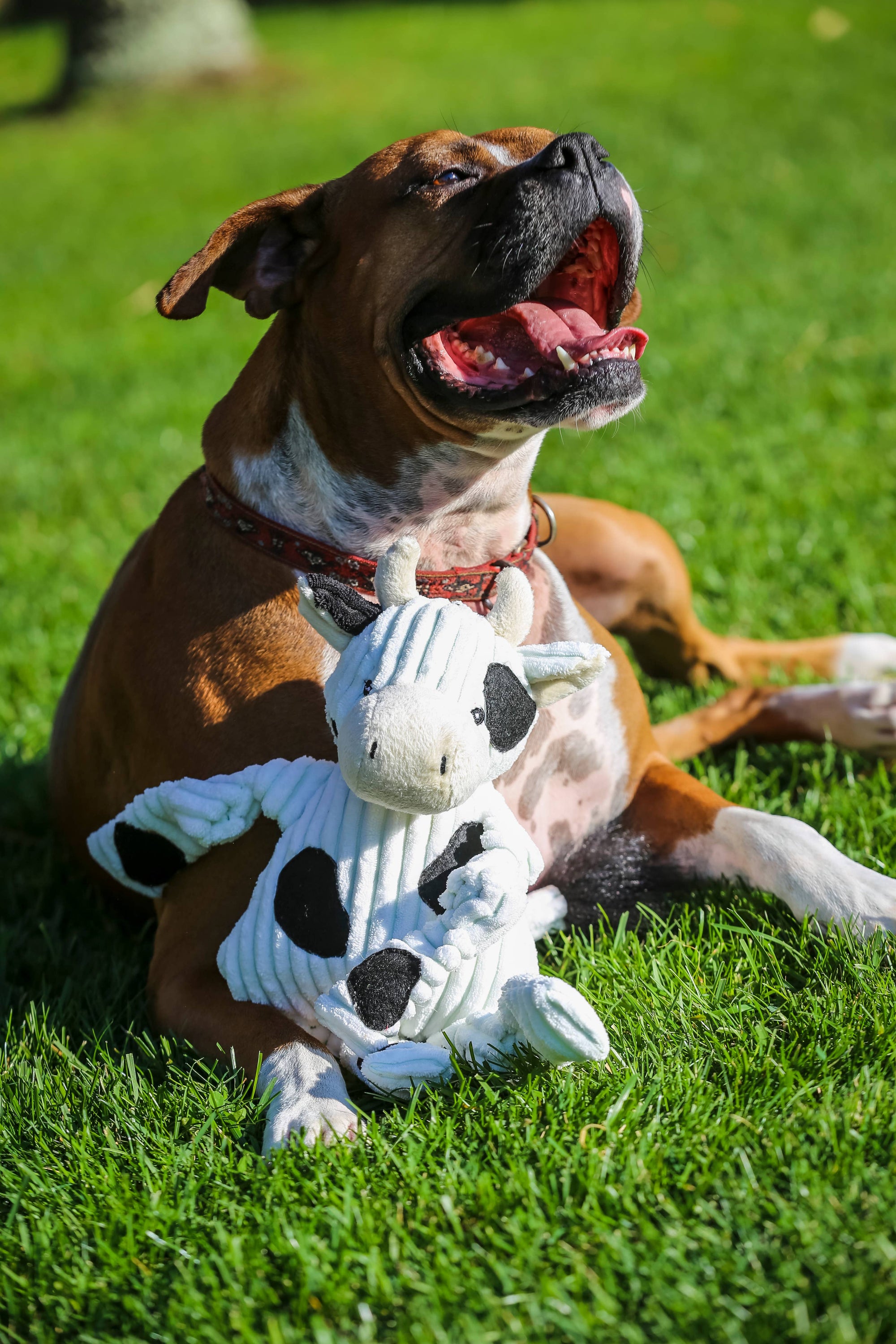 HuggleHounds - Dottie Cow Knottie® Plush Dog Toy: Large