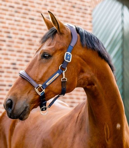 Horseware Signature Competition Halter