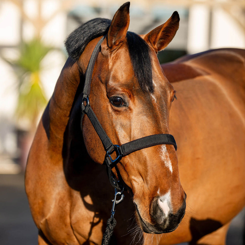 Amigo Headcollar & Leadrope