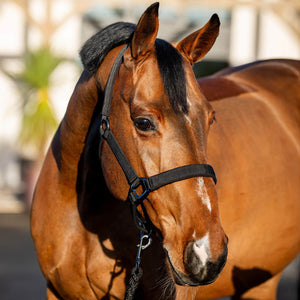 Amigo Headcollar & Leadrope