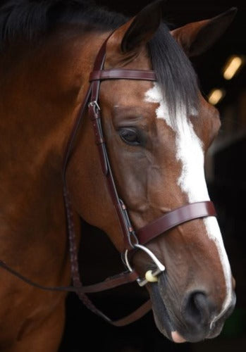 Black Oak by KL Select Foxtrot Hunt Bridle