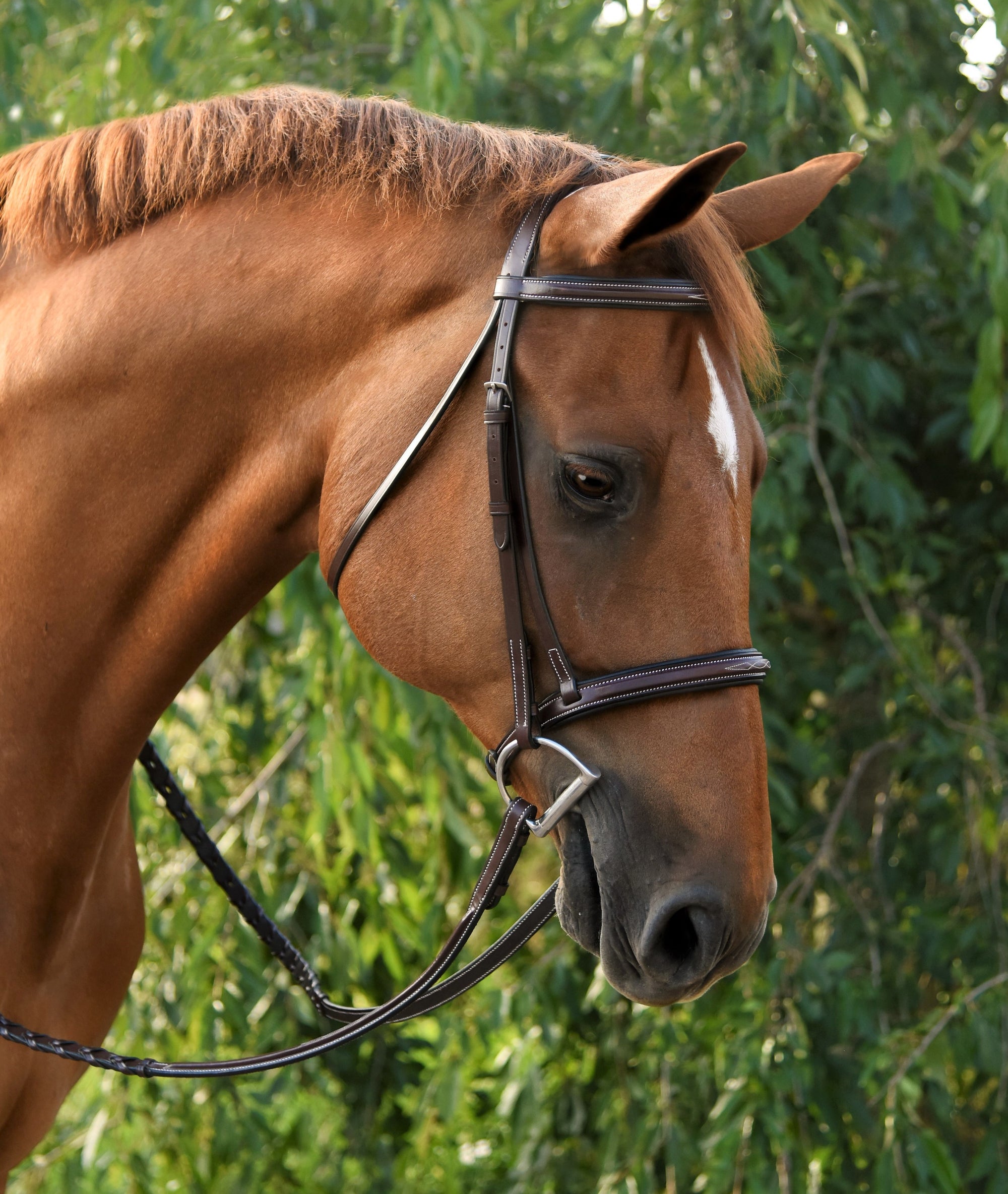 Red Barn Icon Noseband