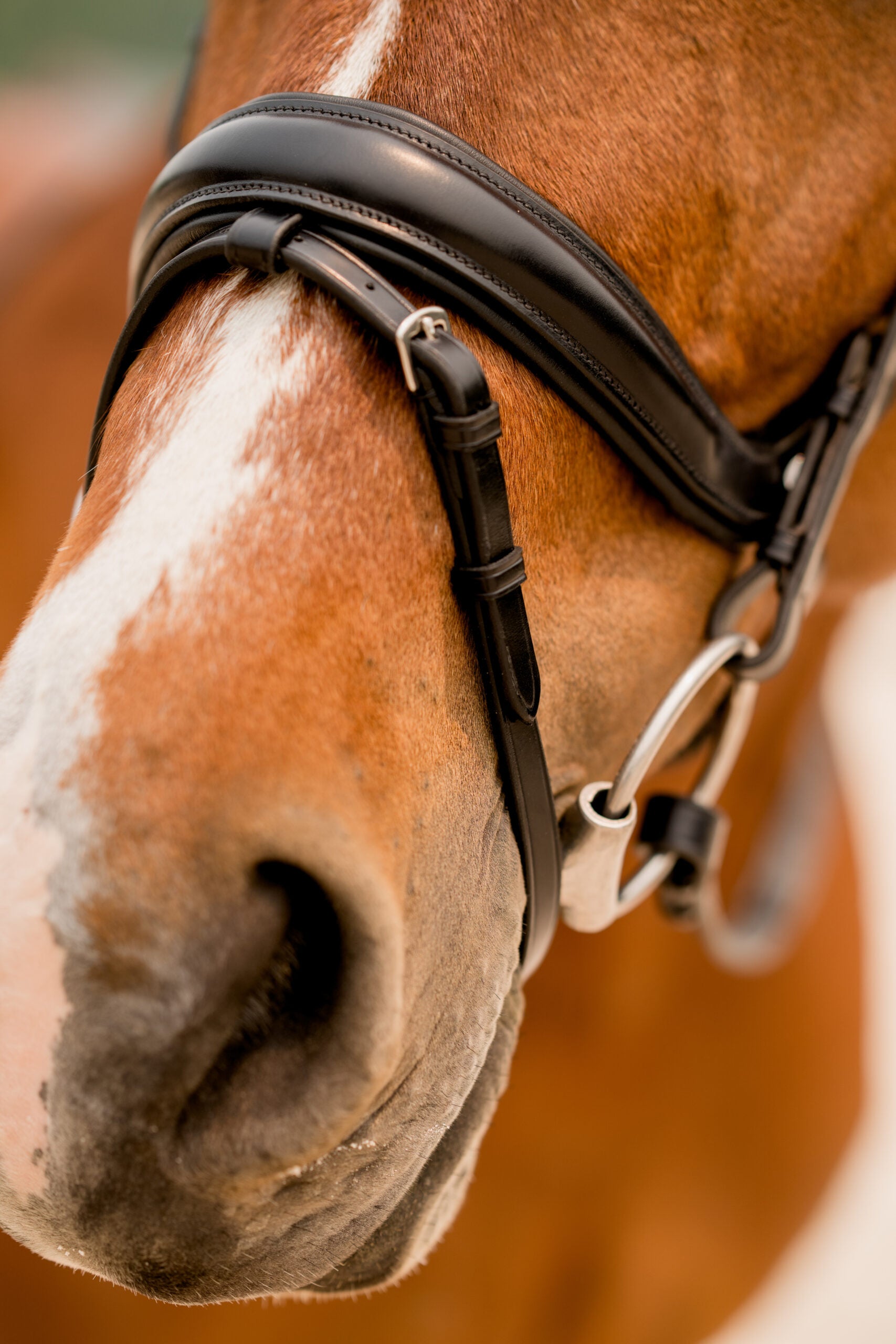 KL Select Impulsion Bridle