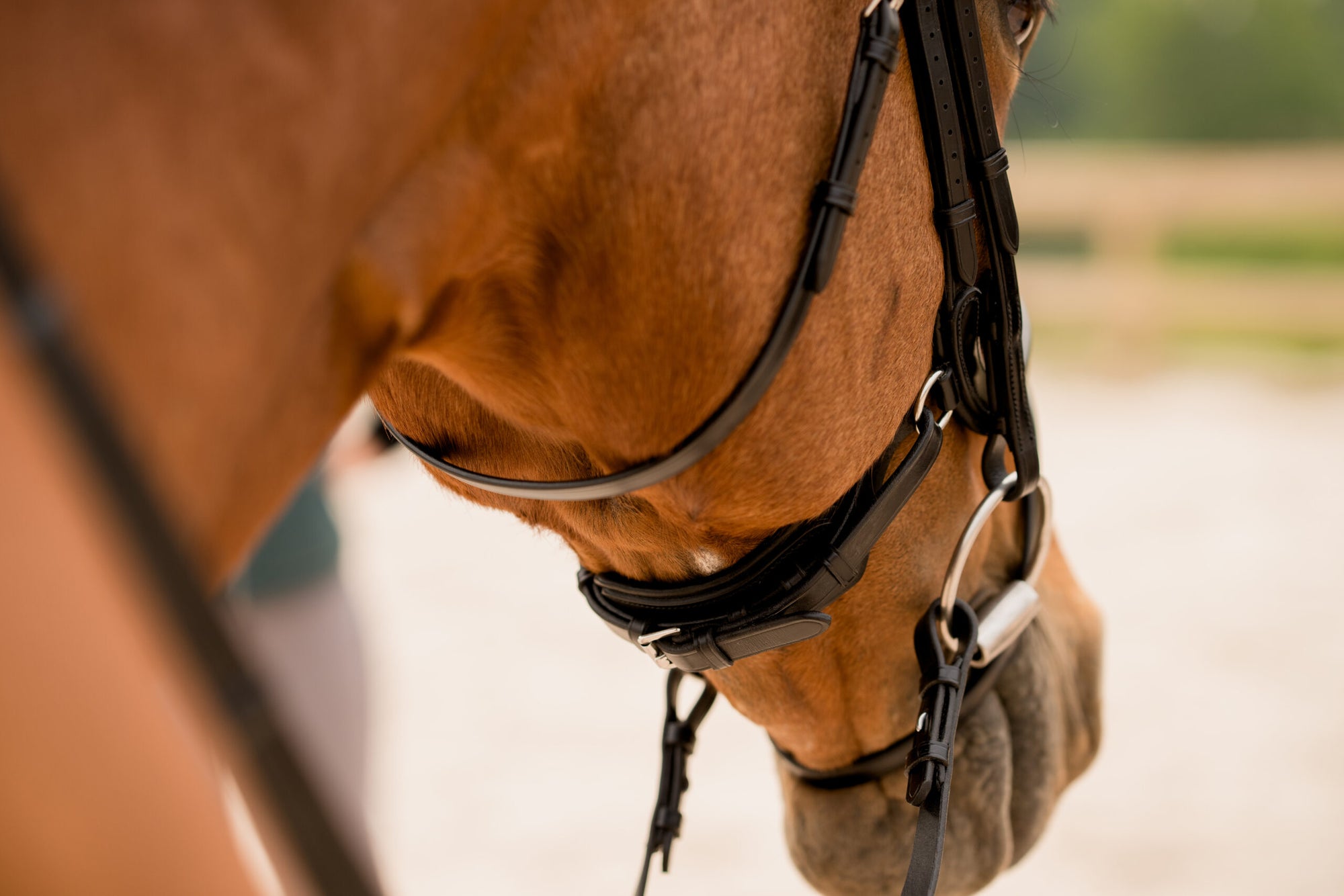 KL Select Impulsion Bridle