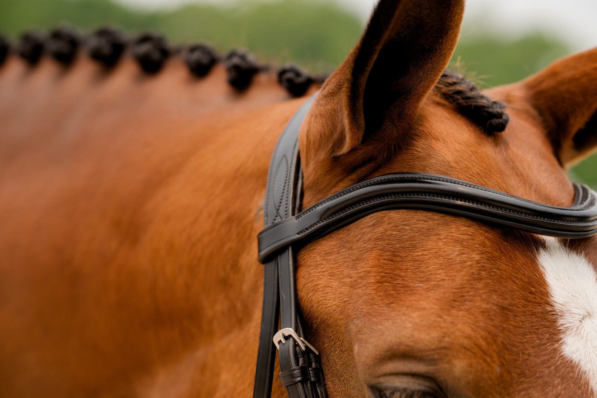 KL Select Elevation Bridle