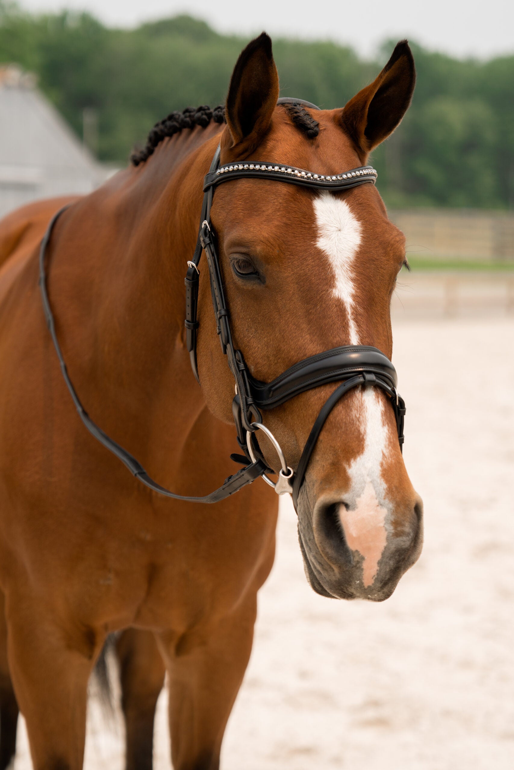 KL Select Impulsion Bridle