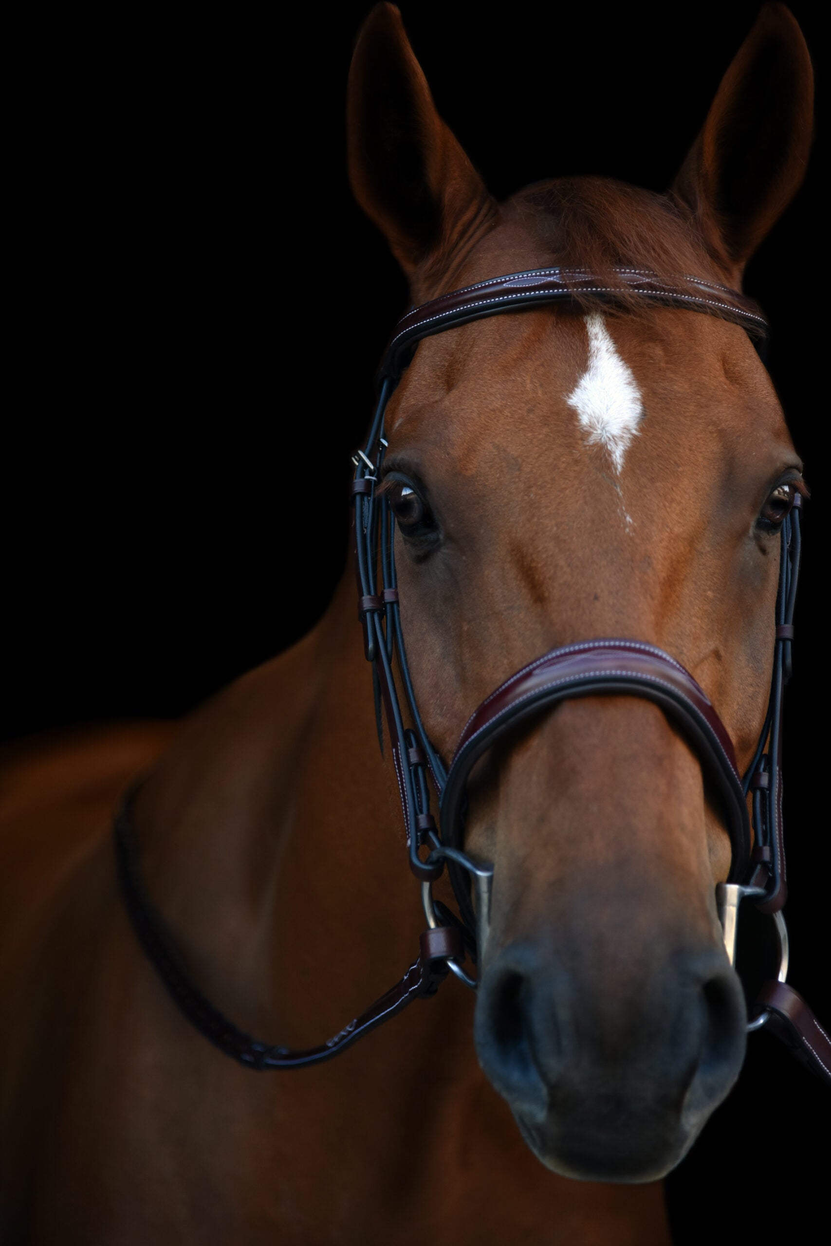 KL Select Tuscany Bridle