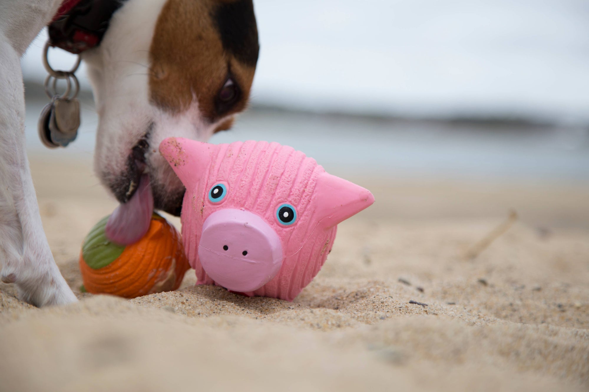 HuggleHounds - Hamlet Pig Ruff-Tex® Ball Dog Toy: Small