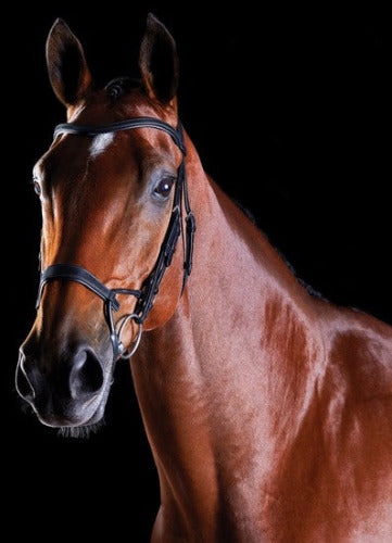 Collegiate Comfitec Training Bridle