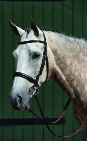 Collegiate Essental Padded Raised Cavasson Bridle