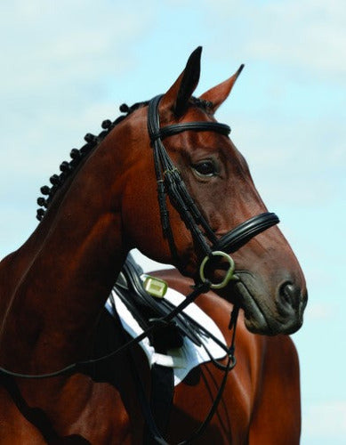 Collegiate Syntovia+ Padded Raised Cavesson Bridle