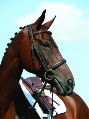 Collegiate Syntovia+ Padded Raised Cavesson Bridle