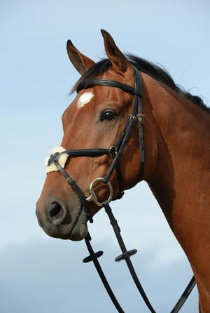 Collegiate Syntovia+ Padded Raised Figure 8 Bridle