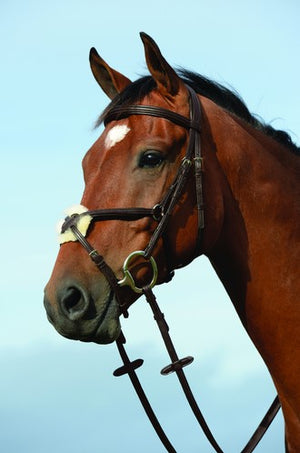 Collegiate Syntovia+ Padded Raised Figure 8 Bridle