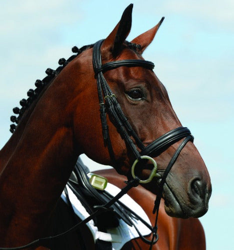 Collegiate Syntovia + Padded Raised Flash Bridle