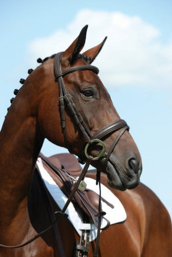 Collegiate Syntovia + Padded Raised Flash Bridle