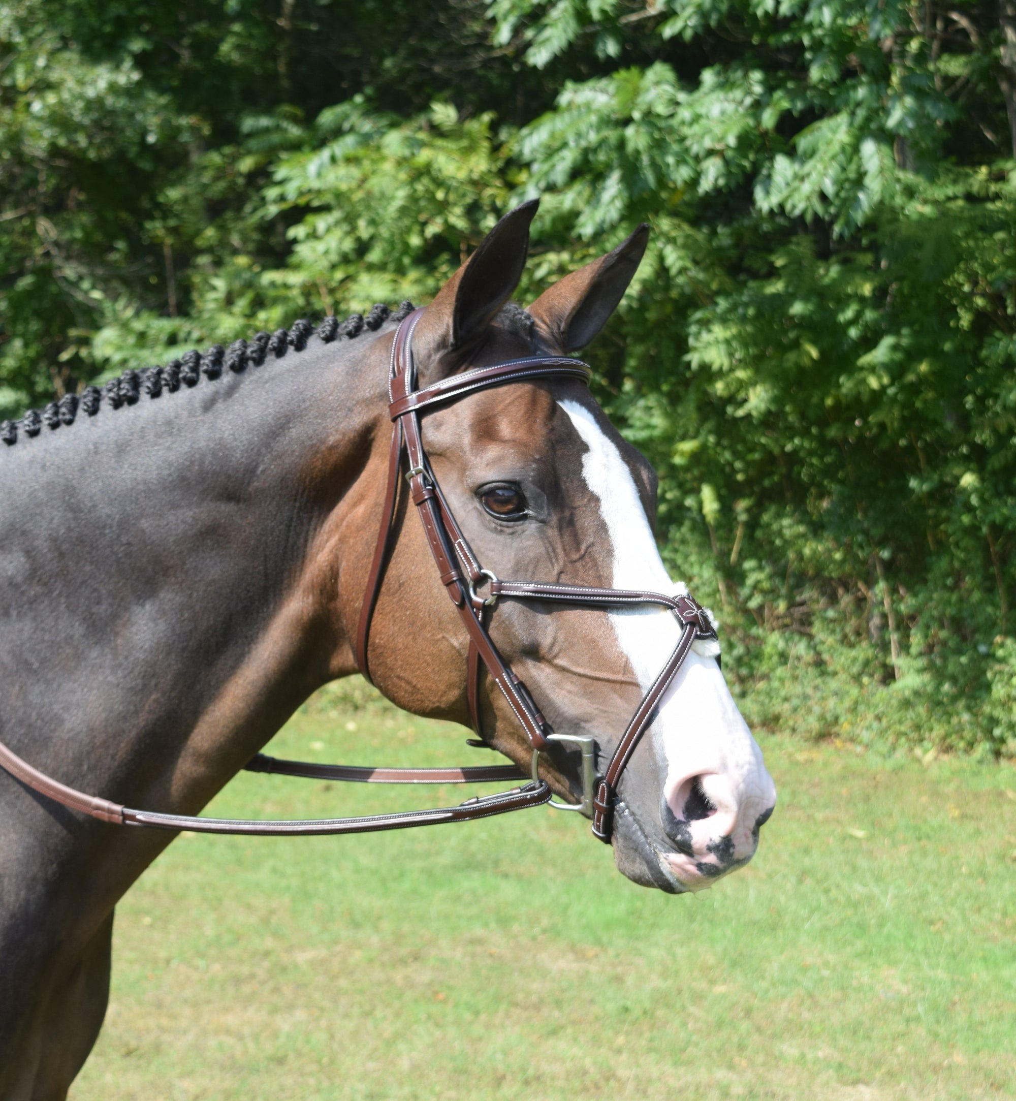 Red Barn Equinox Figure 8 Noseband