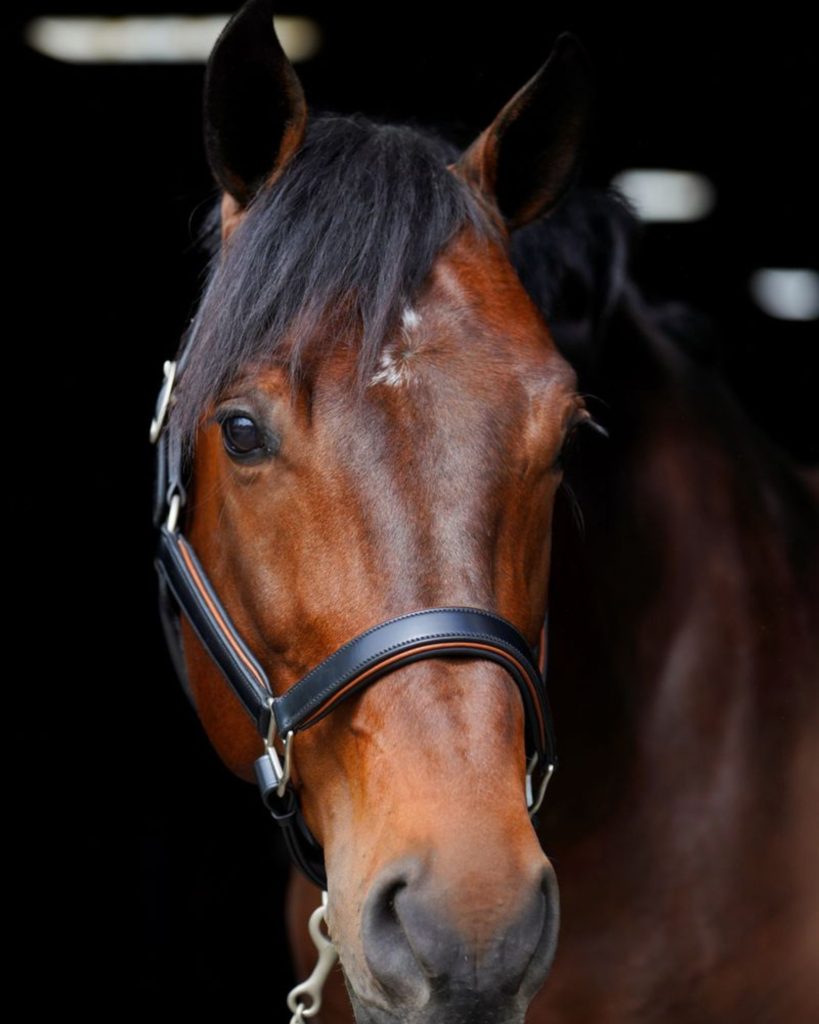 KL Select Red Barn Eleanor Halter