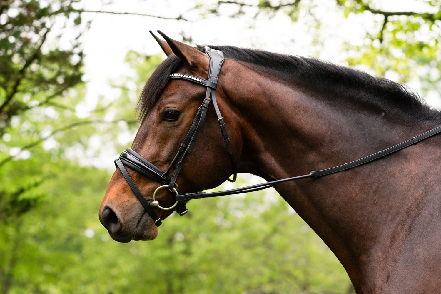KL Select Flexion Bridle in Patent Leather