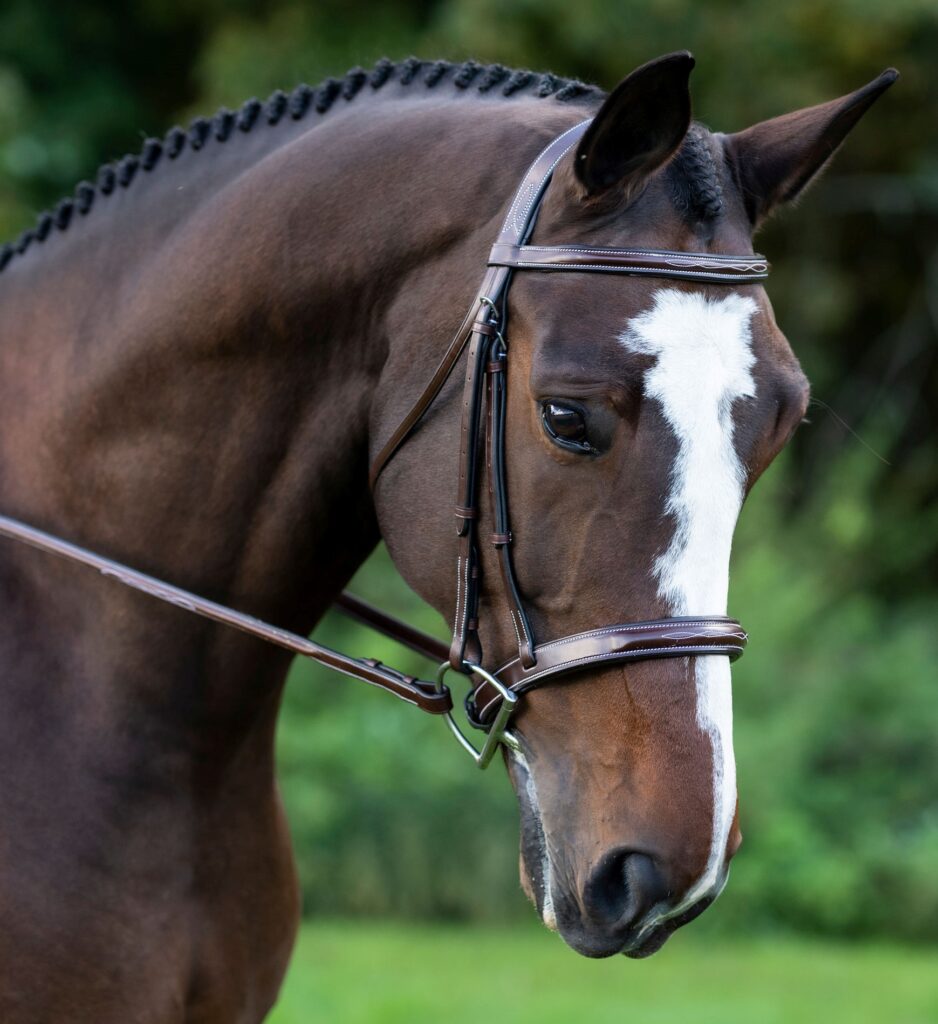 KL Select Tuscany Bridle