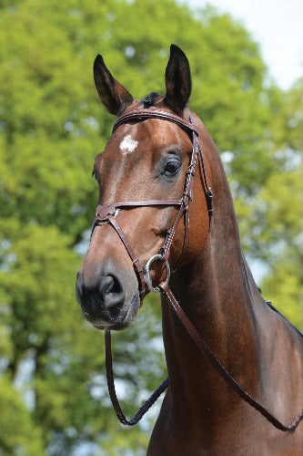 Kincade Padded Figure 8 Bridle