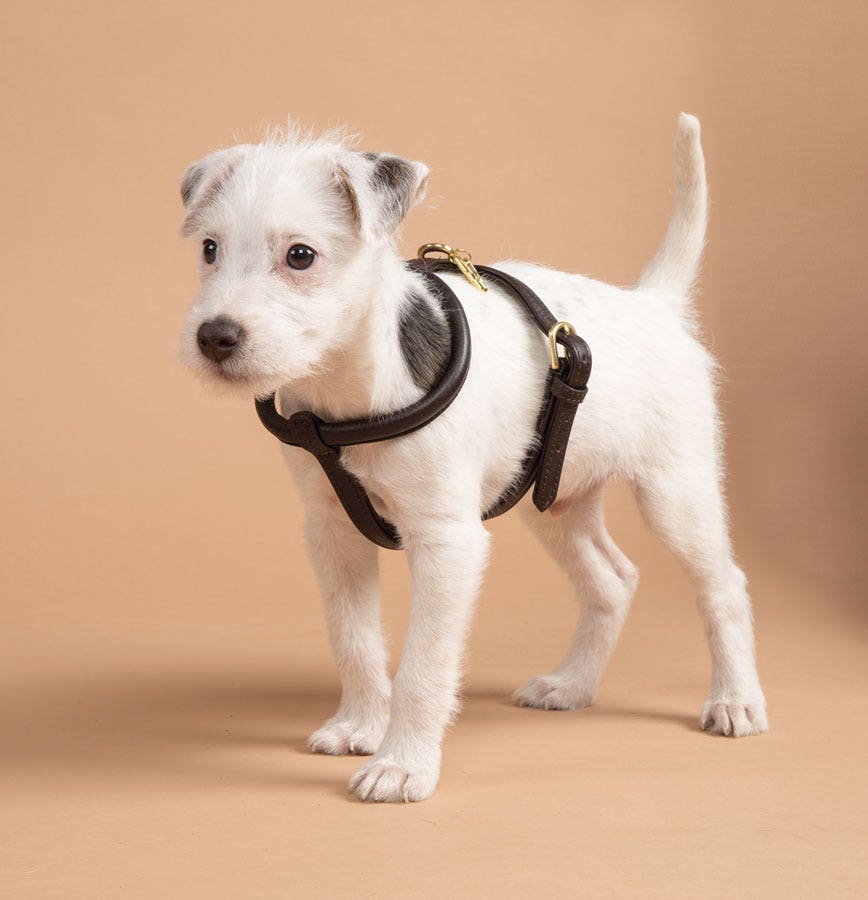 Shires Digby & Fox Rolled Leather Harness CLOSEOUT