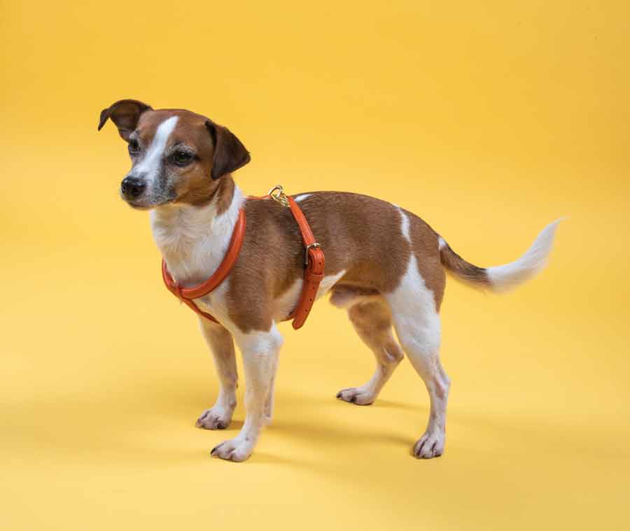Shires Digby Fox Rolled Leather Harness CLOSEOUT The Carousel Horse