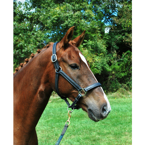 KL Select Red Barn Grace Covered Leather Halter