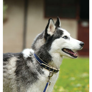 Horseware Amigo Dog Collar CLOSEOUT