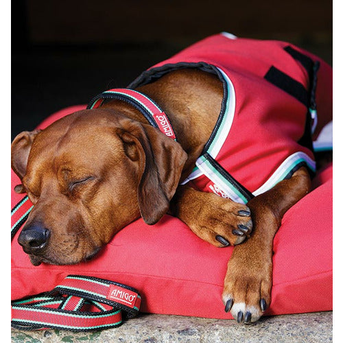 Horseware Amigo Dog Collar CLOSEOUT