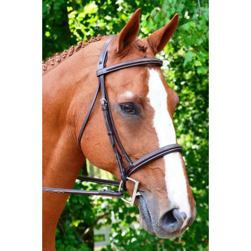 Black Oak by KL Select Aster Bridle - CarouselHorseTack.com