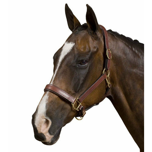 Collegiate Deluxe Padded Breakaway Halter