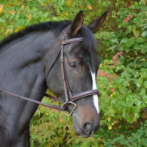 Black Oak by KL Select Cyprus Bridle