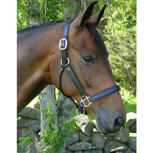 Black Oak by KL Select Sycamore Halter