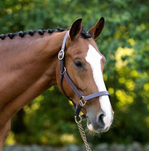 KL Select Black Oak Pine Halter