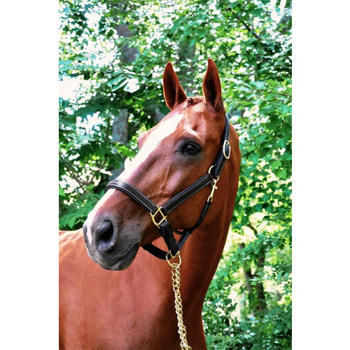 Black Oak Willow Halter - CarouselHorseTack.com